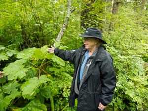 Rainforest Alaska