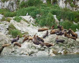 sea lions