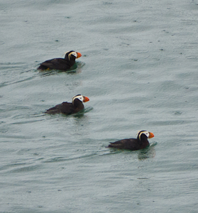 tufted puffins Alaska