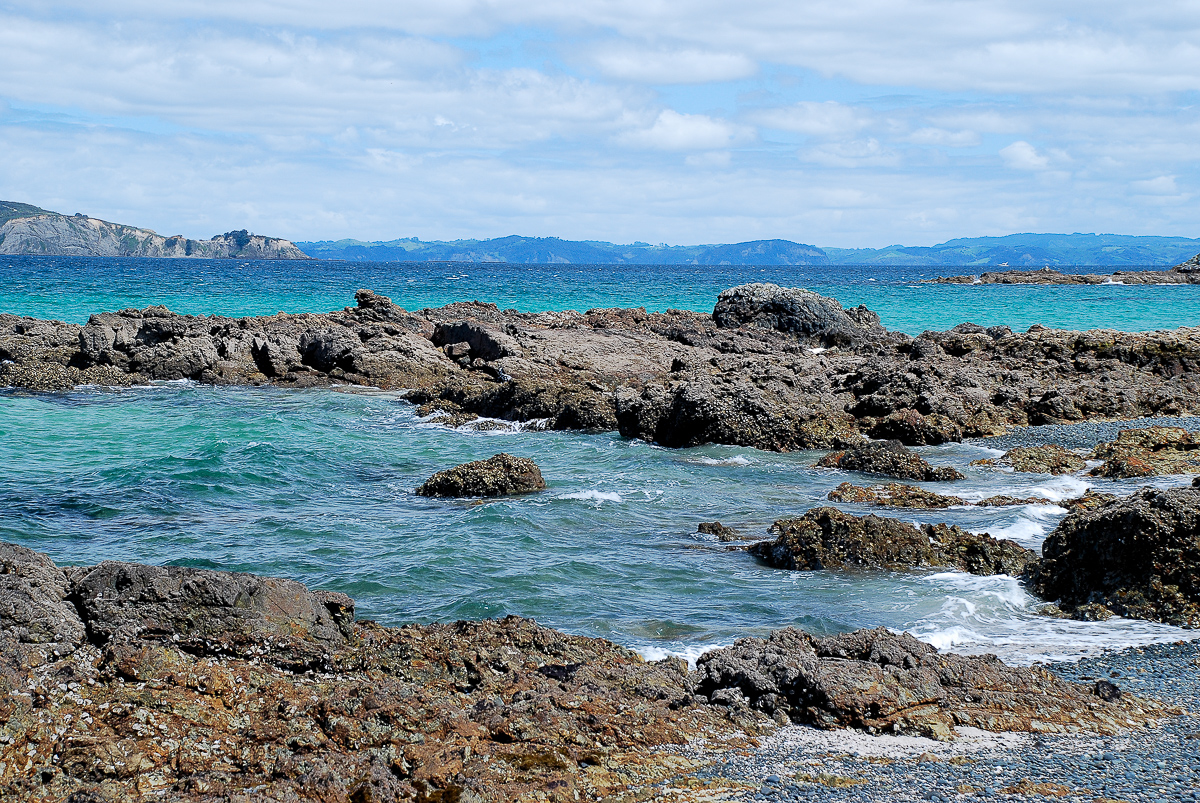 Shore of Tiritiri Matangi island, New Zealand