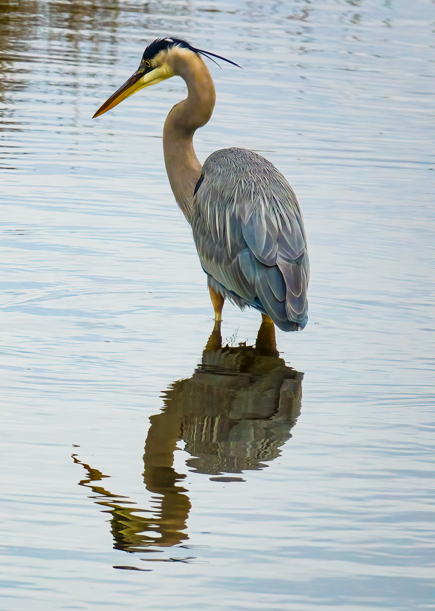 Great blue heron