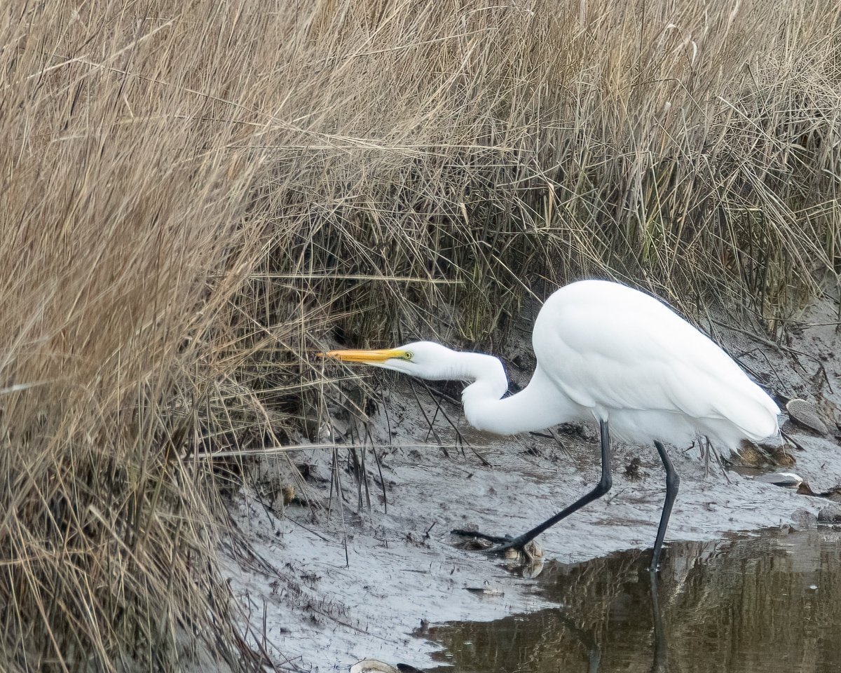 Egret on the prowl