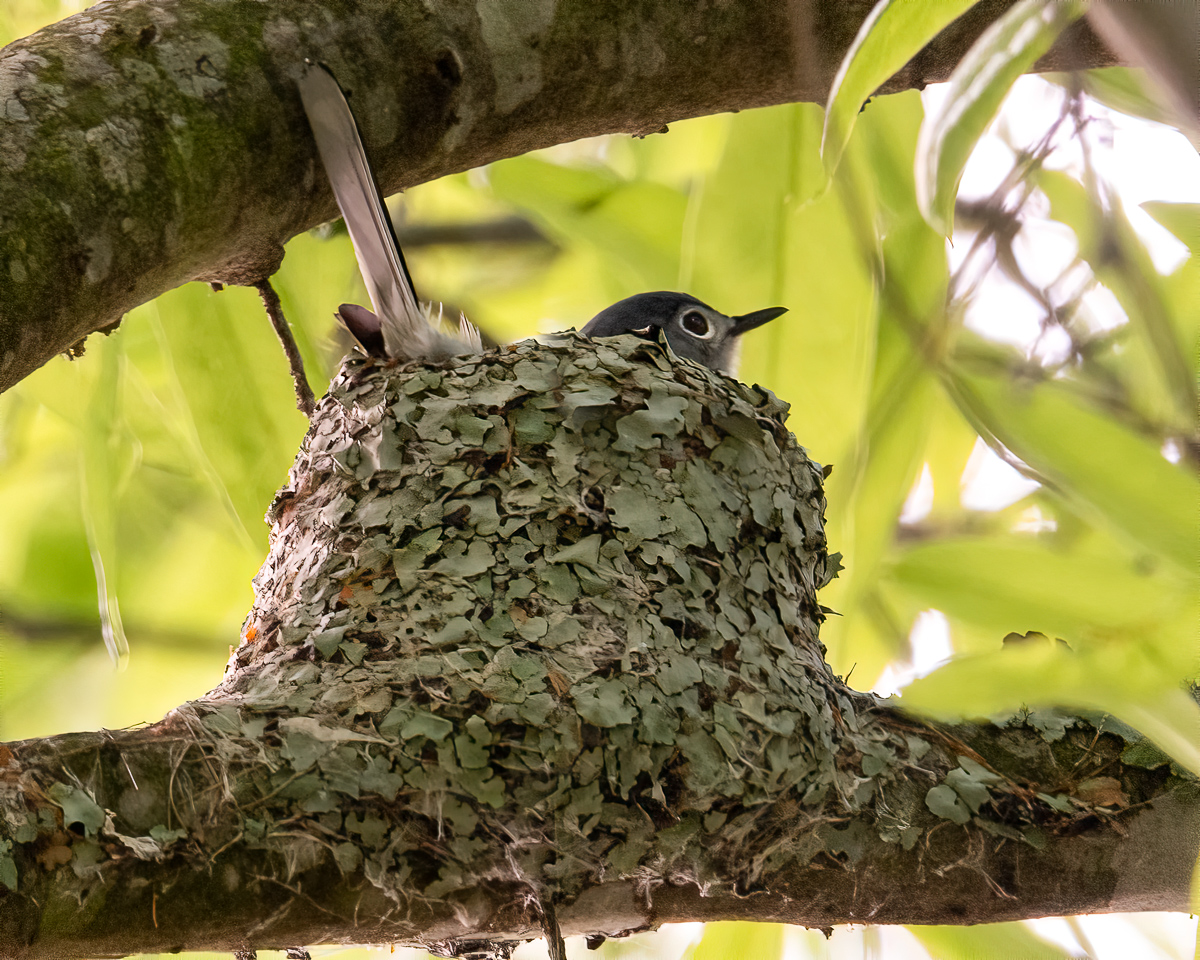 Blue-gray gnatcatcher on nest, North Carolina