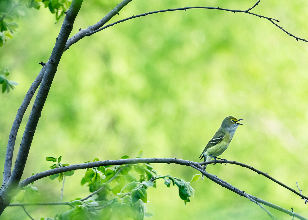 White-eyed vireo, North Carolina