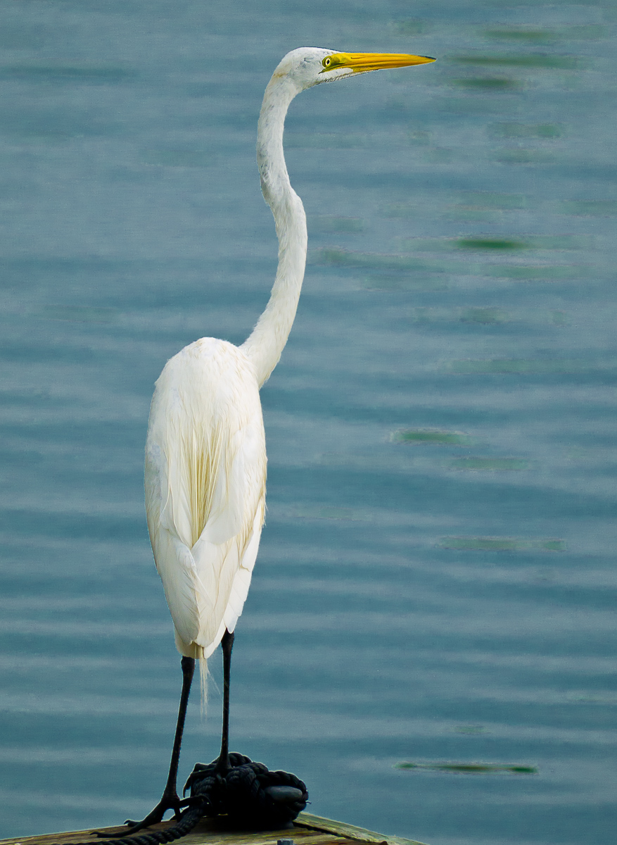 Great egret, North Carolina