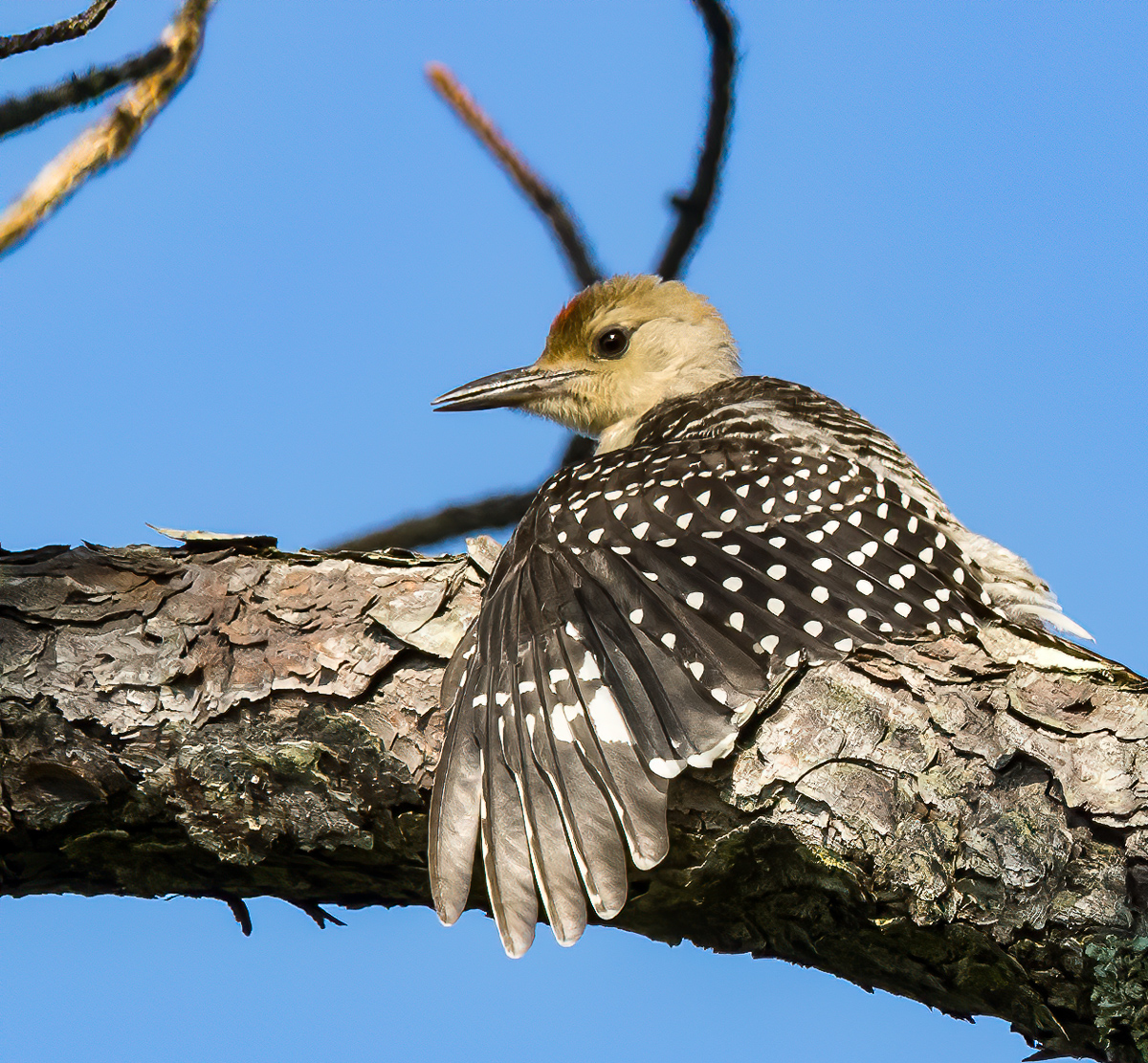 Immature red bellied woodpecker, North Carolina