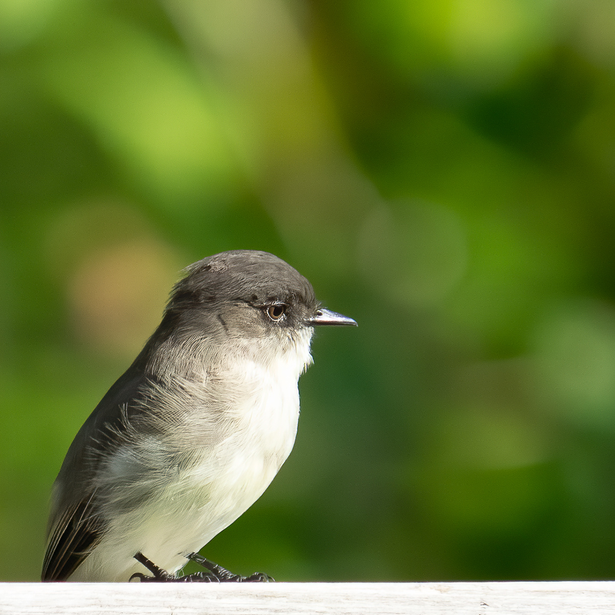 Eastern phoebe, North Carolina