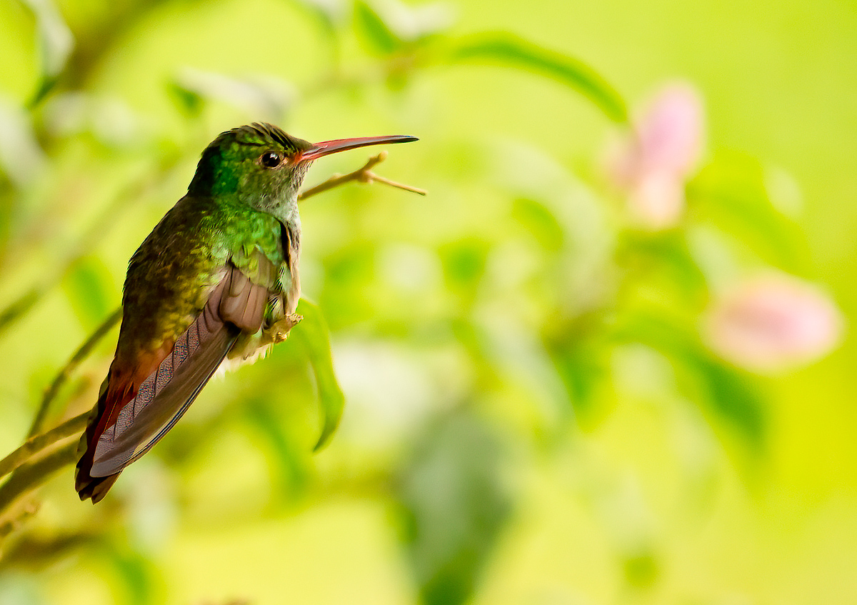Rufous-tailed hummingbird, Nicaragua