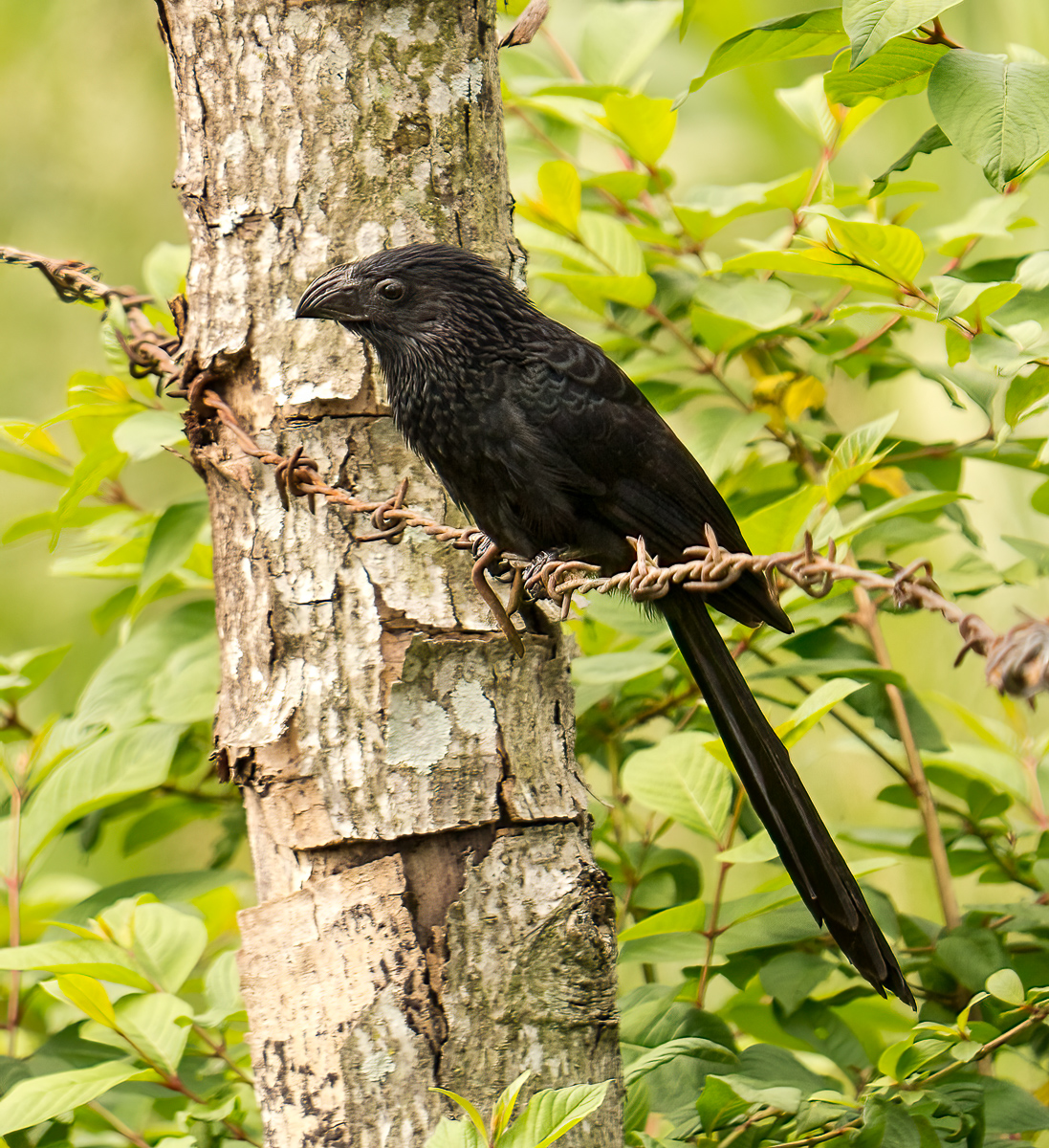 Groove-billed Ani, Nicaragua