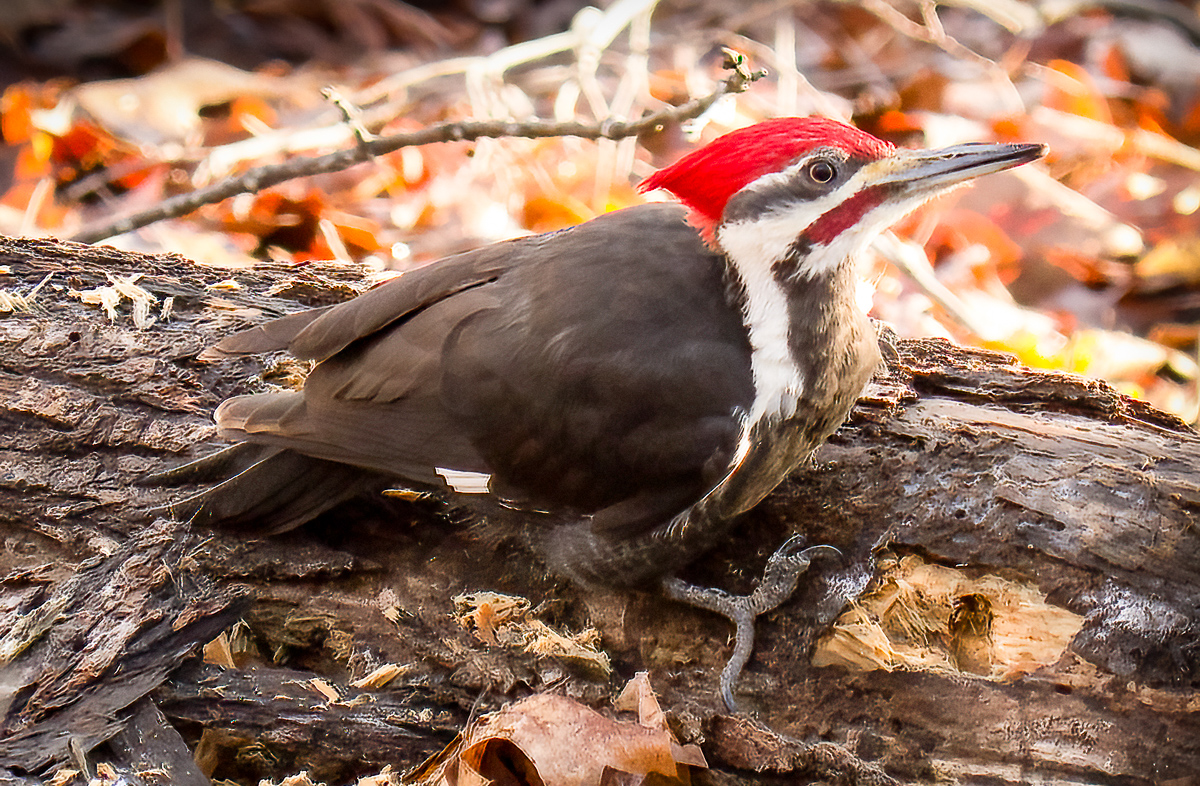 Pileated woodpecker, North Carolina