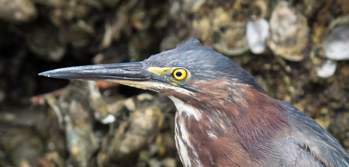 Green heron, Beaufort, North Carolina