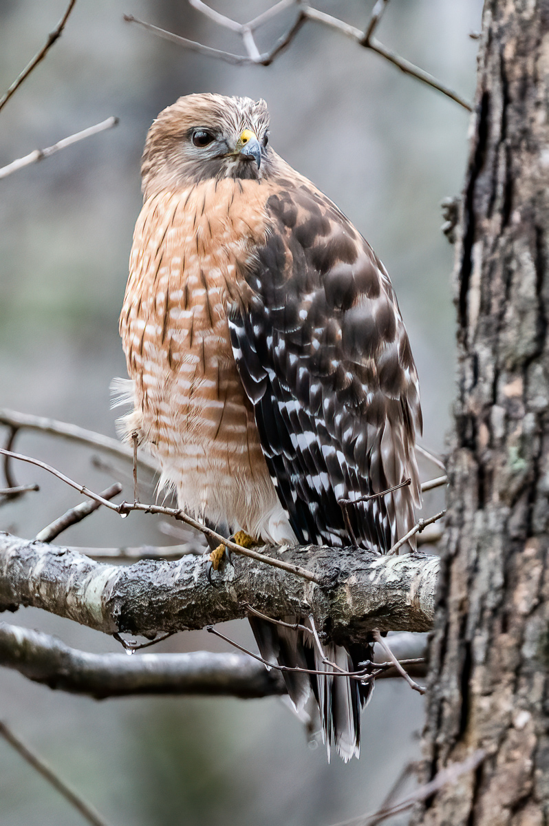 Red shouldered hawk, North Carolina