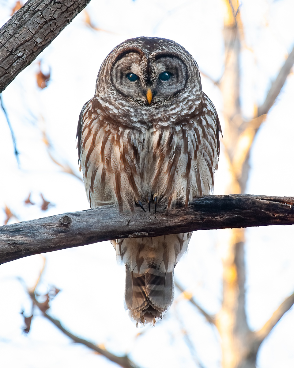 Barred owl, North Carolina
