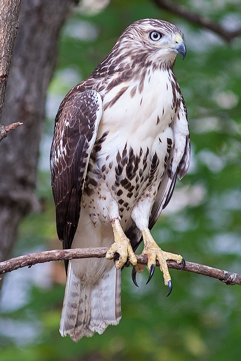Immature red tailed hawk, North Carolina