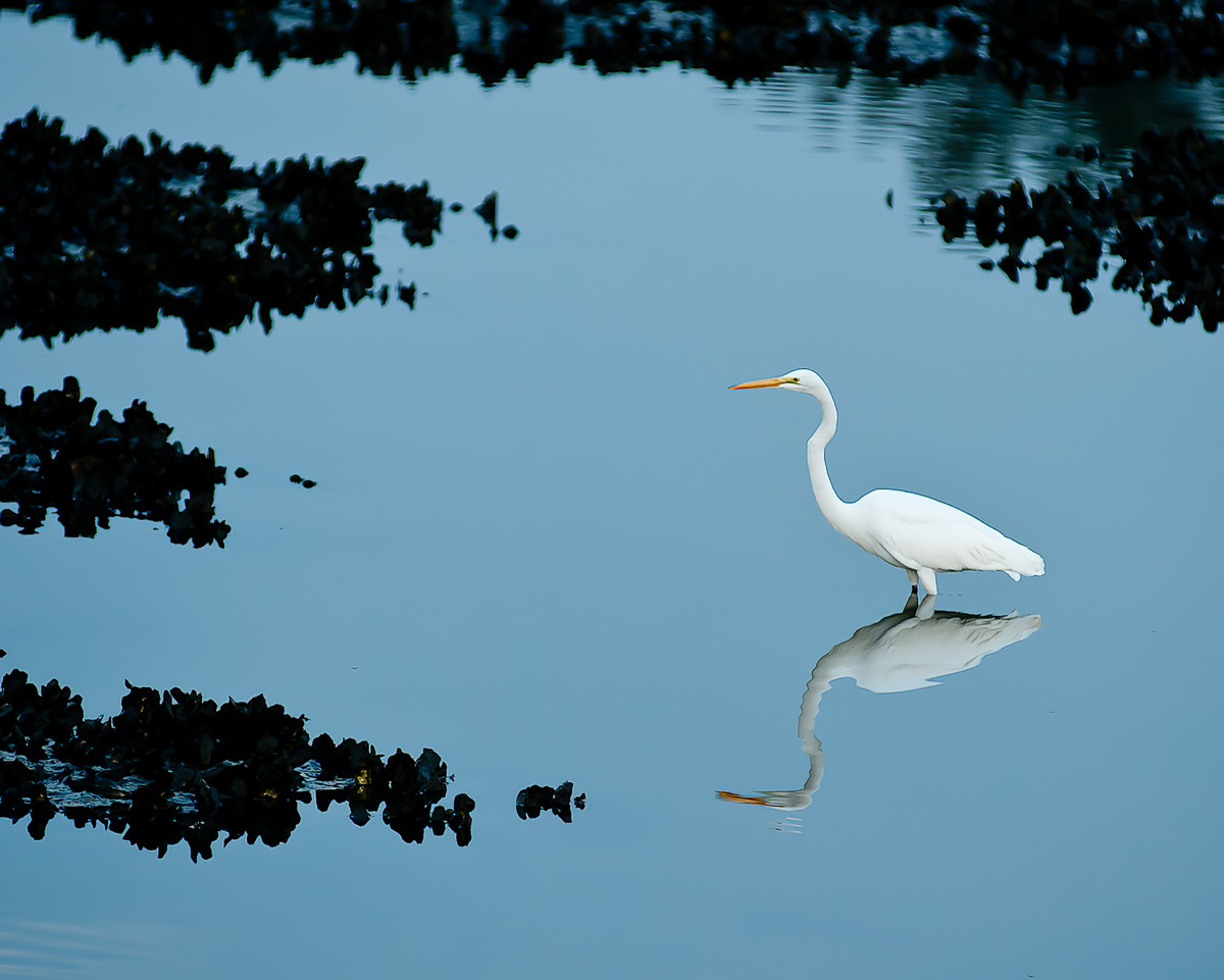 Egret on oyster beds, North Carolina