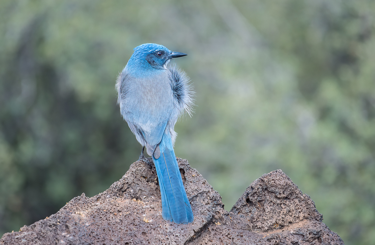 Western scrub jay, Utah