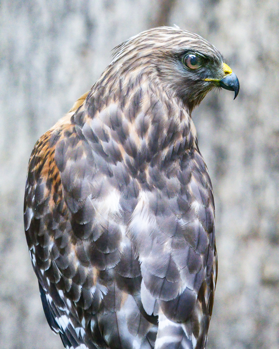Red shouldered hawk, North Carolina