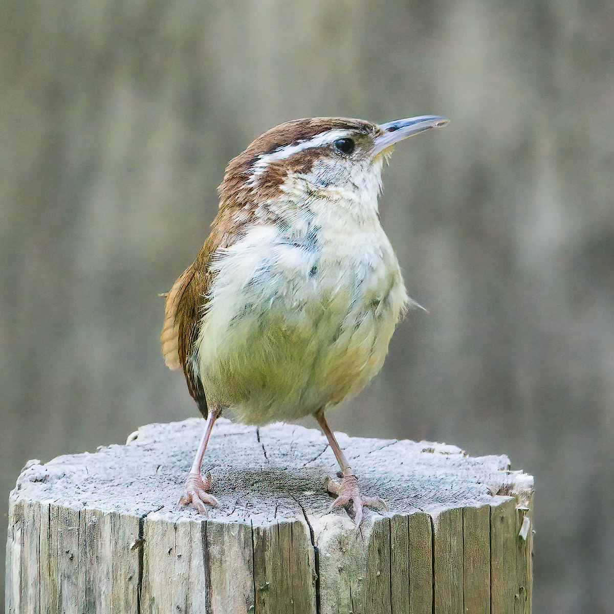 Carolina wren, North Carolina