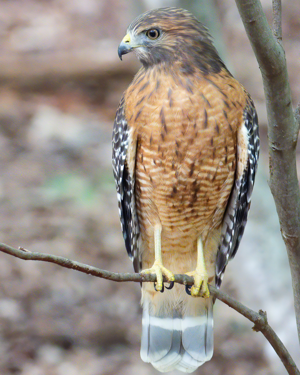 Red shouldered hawk, North Carolina