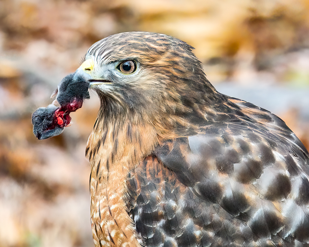 Red shouldered hawk with a mouse, North Carolina