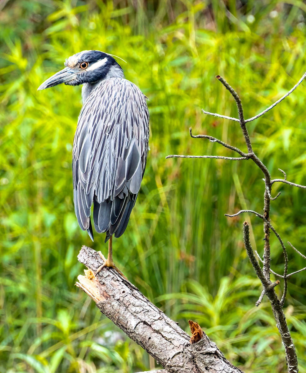 Yellow crowned night heron, North Carolina