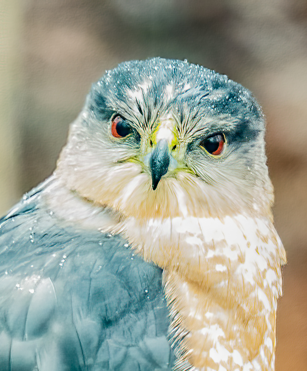 Cooper's hawk