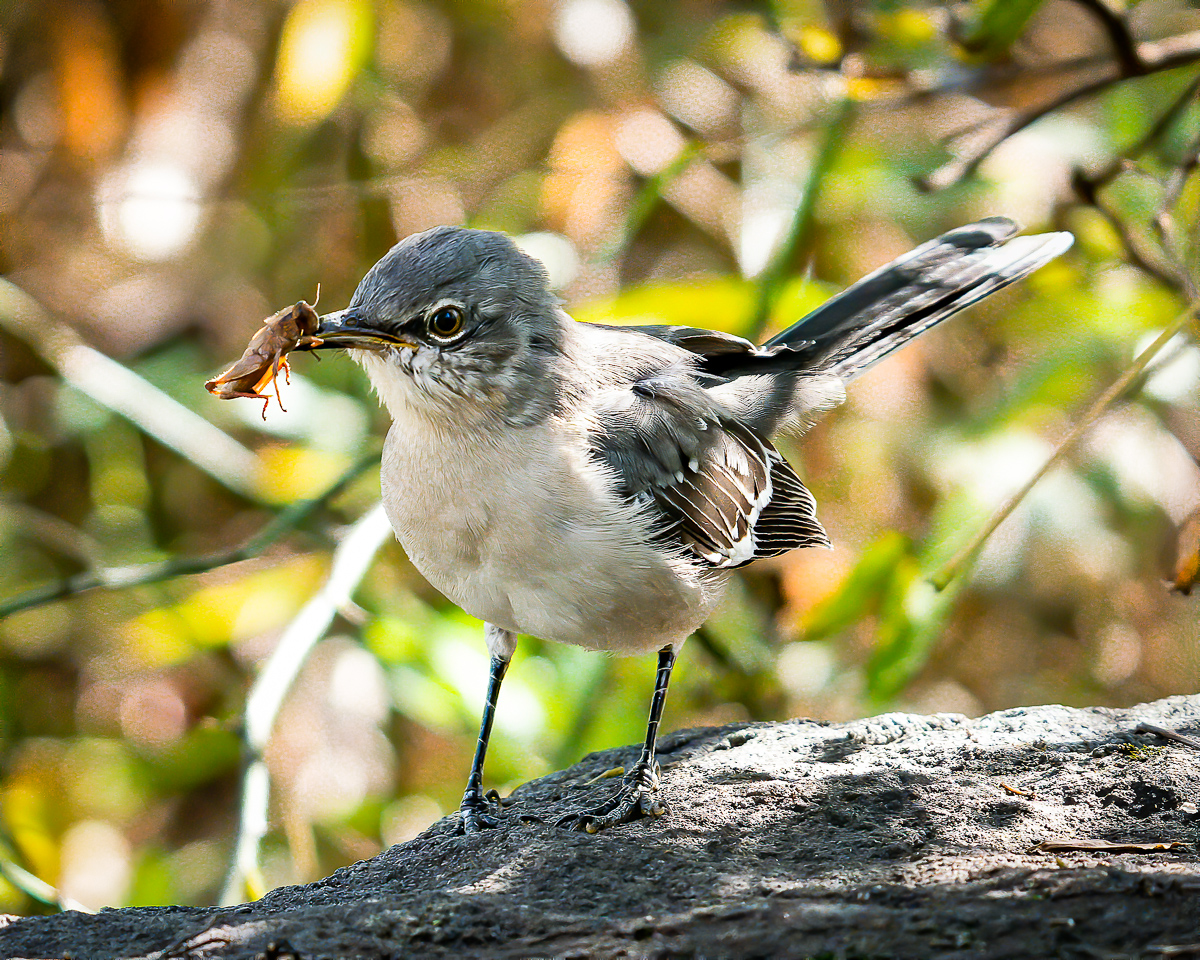 Northern Mockingbird with lunch, North Carolina
