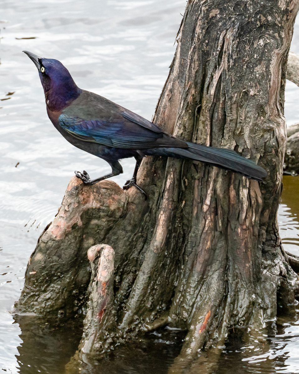 Common grackle, Outer Banks, North Carolina