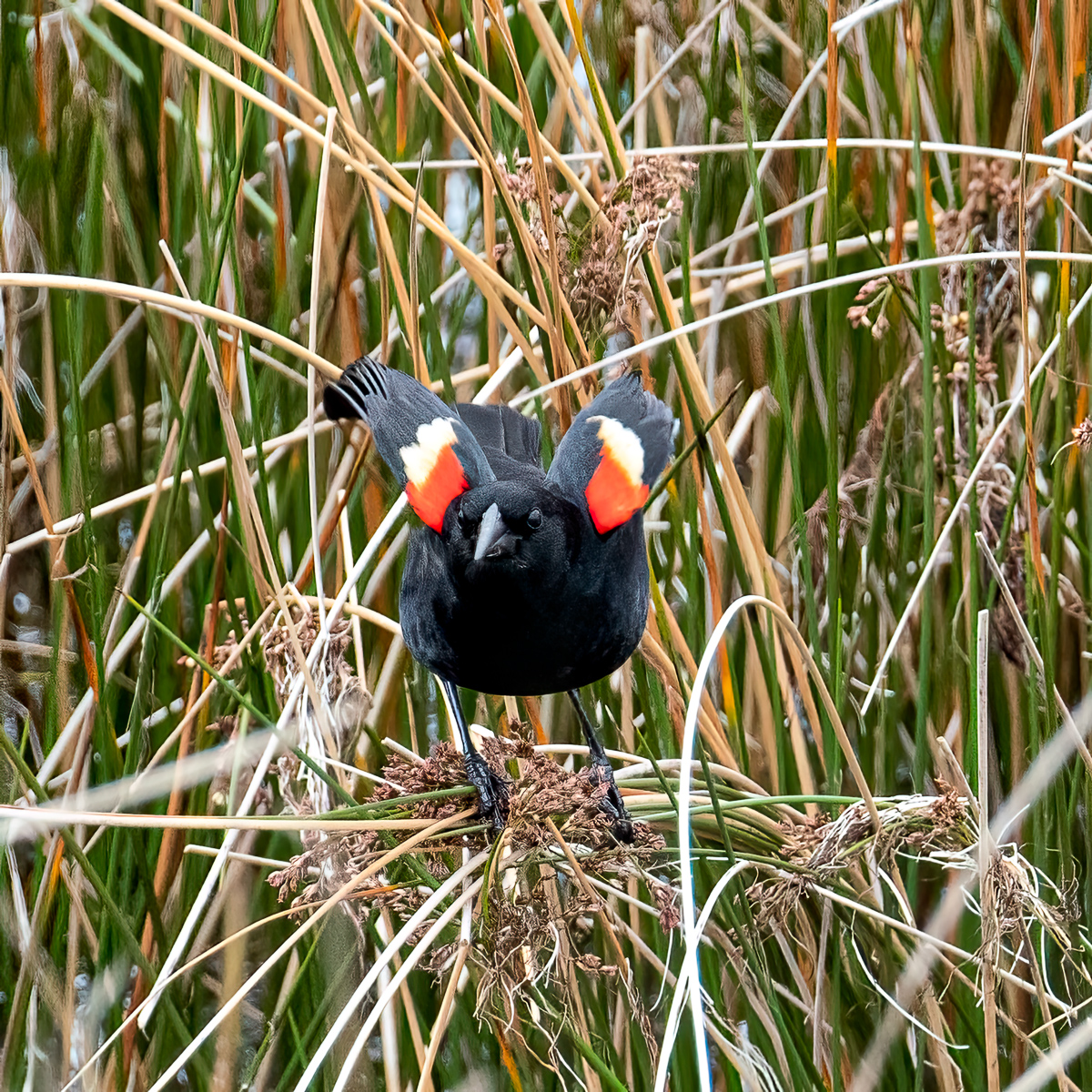 Male red-winged blackbird taking flight