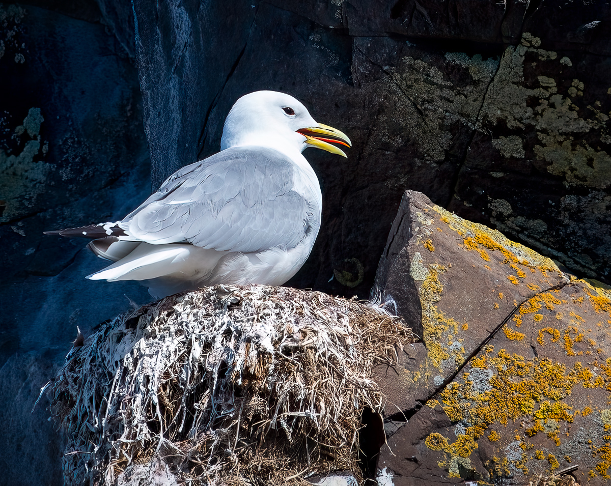 Northern fullmar on nest, Iceland