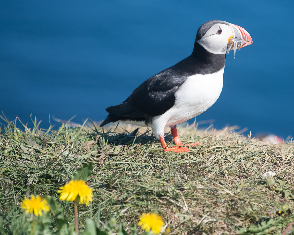 Atlantic puffin, Iceland