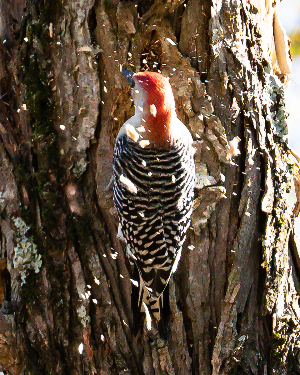 Red bellied woodpecker, North Carolina