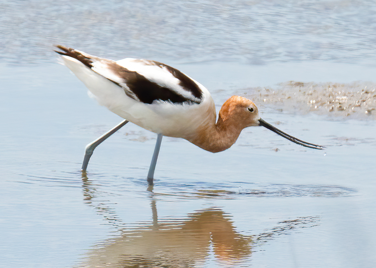 American avocet, Pea Island Refuge, North Carolina