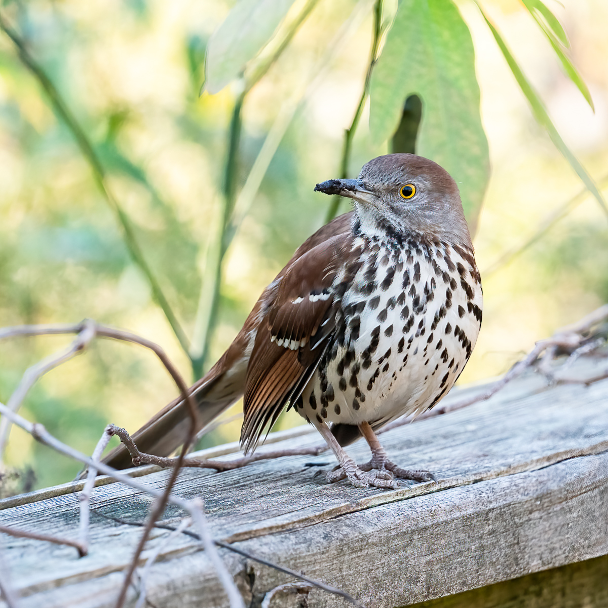 Brown thrasher, North Carolina