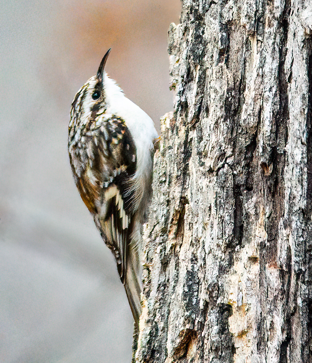 Brown Creeper