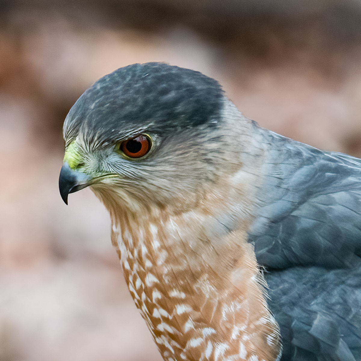 Cooper's Hawk, North Carolina