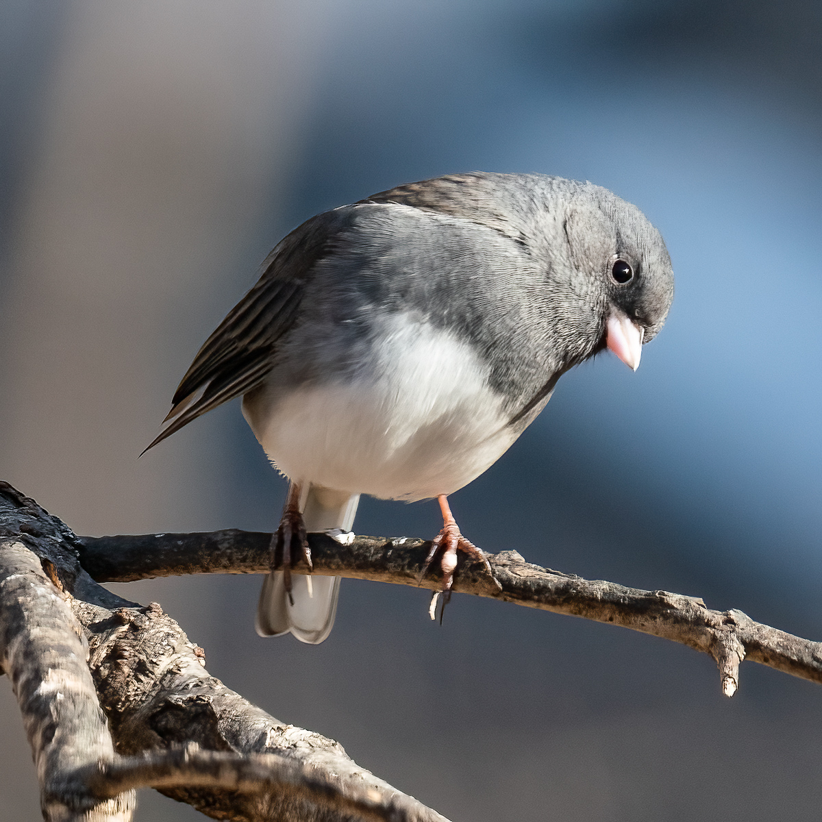 Dark-eyed junco, North Carolina