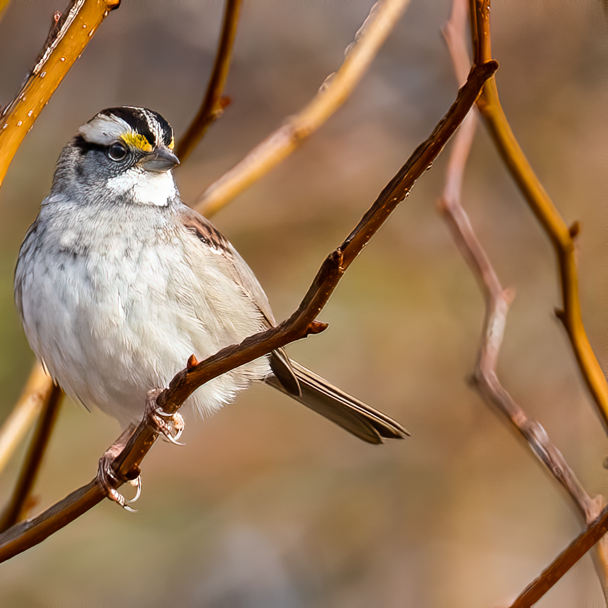 White throated sparrow, North Carolina