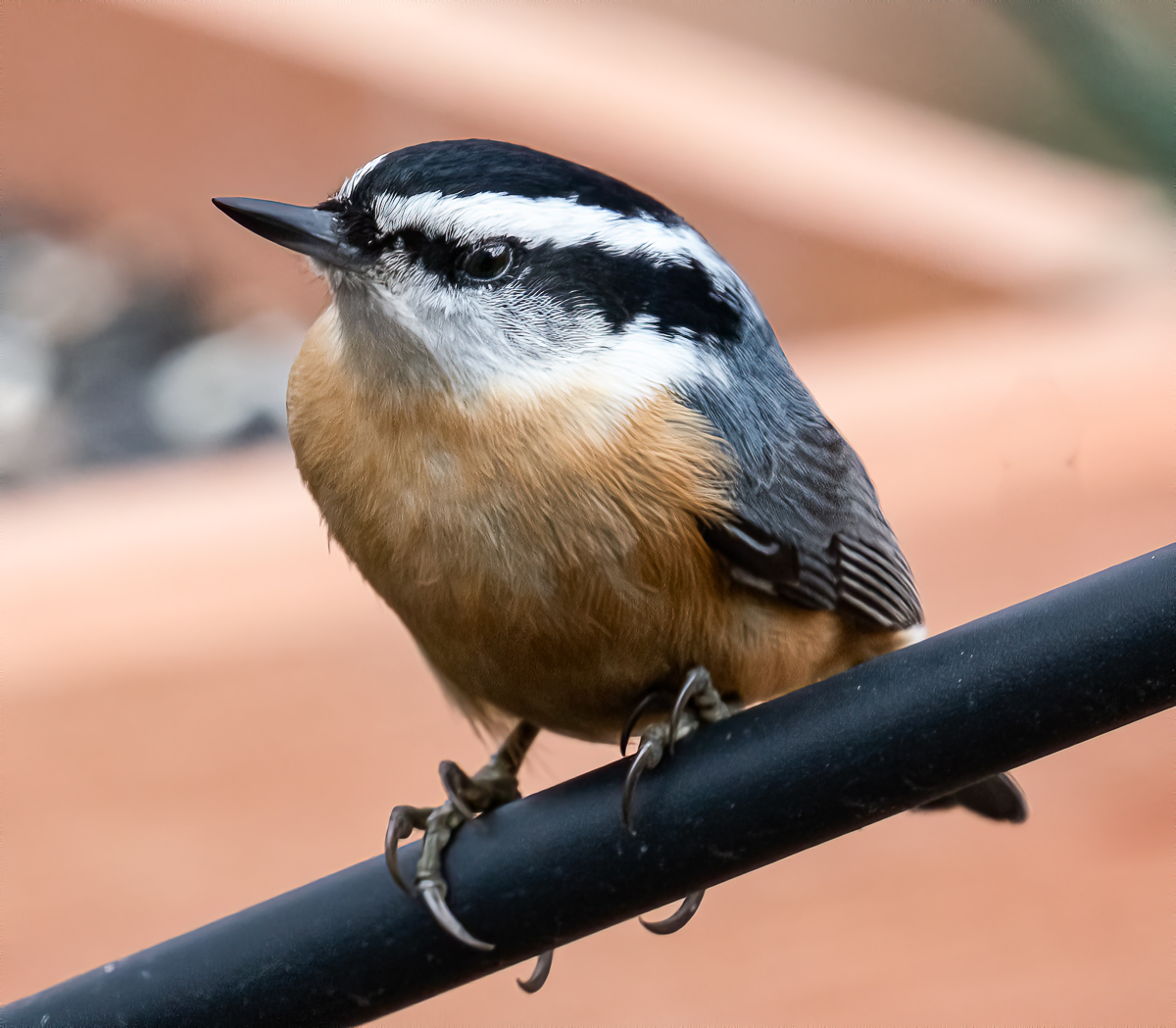 Red breasted nuthatch, North Carolina