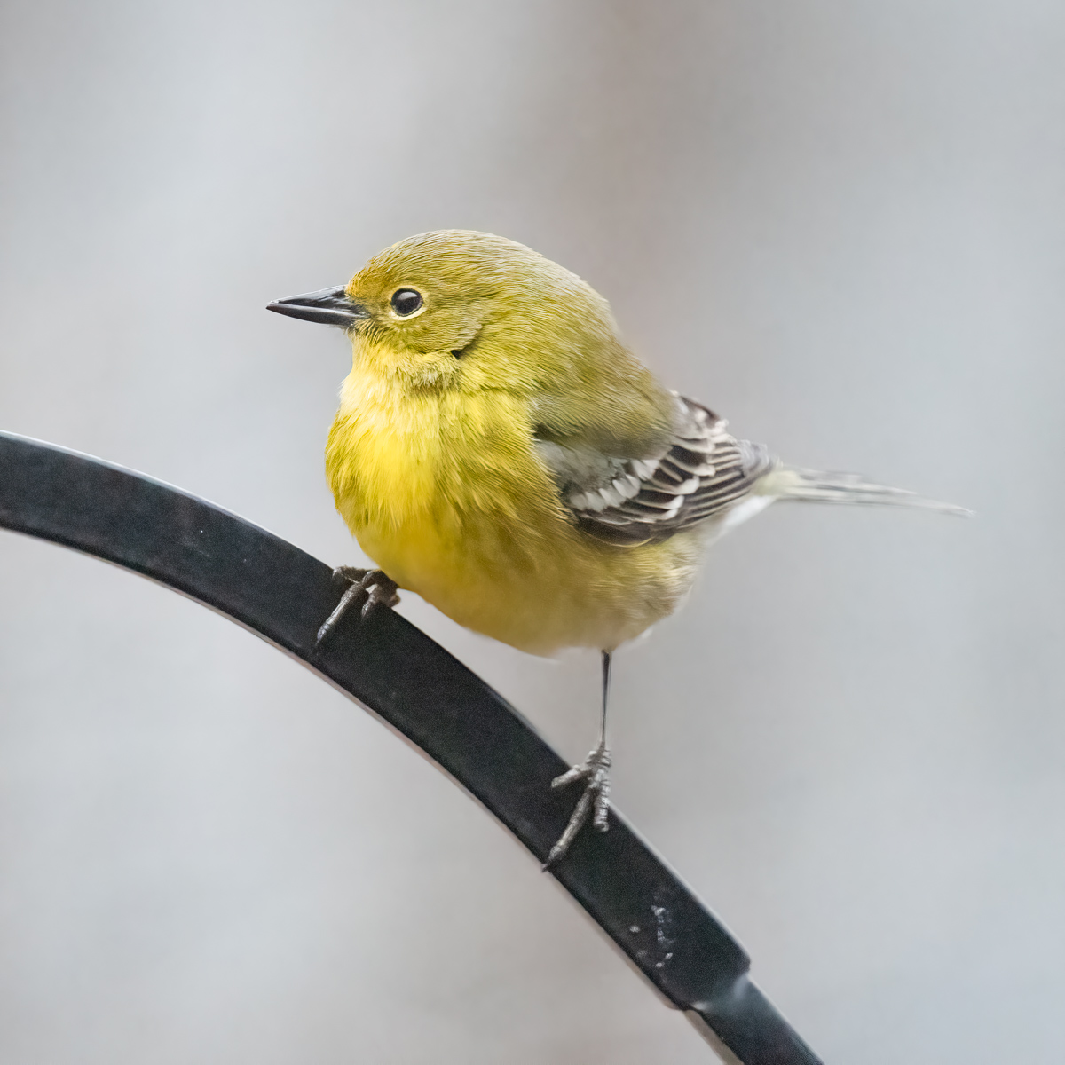 Pine Warbler, North Carolina