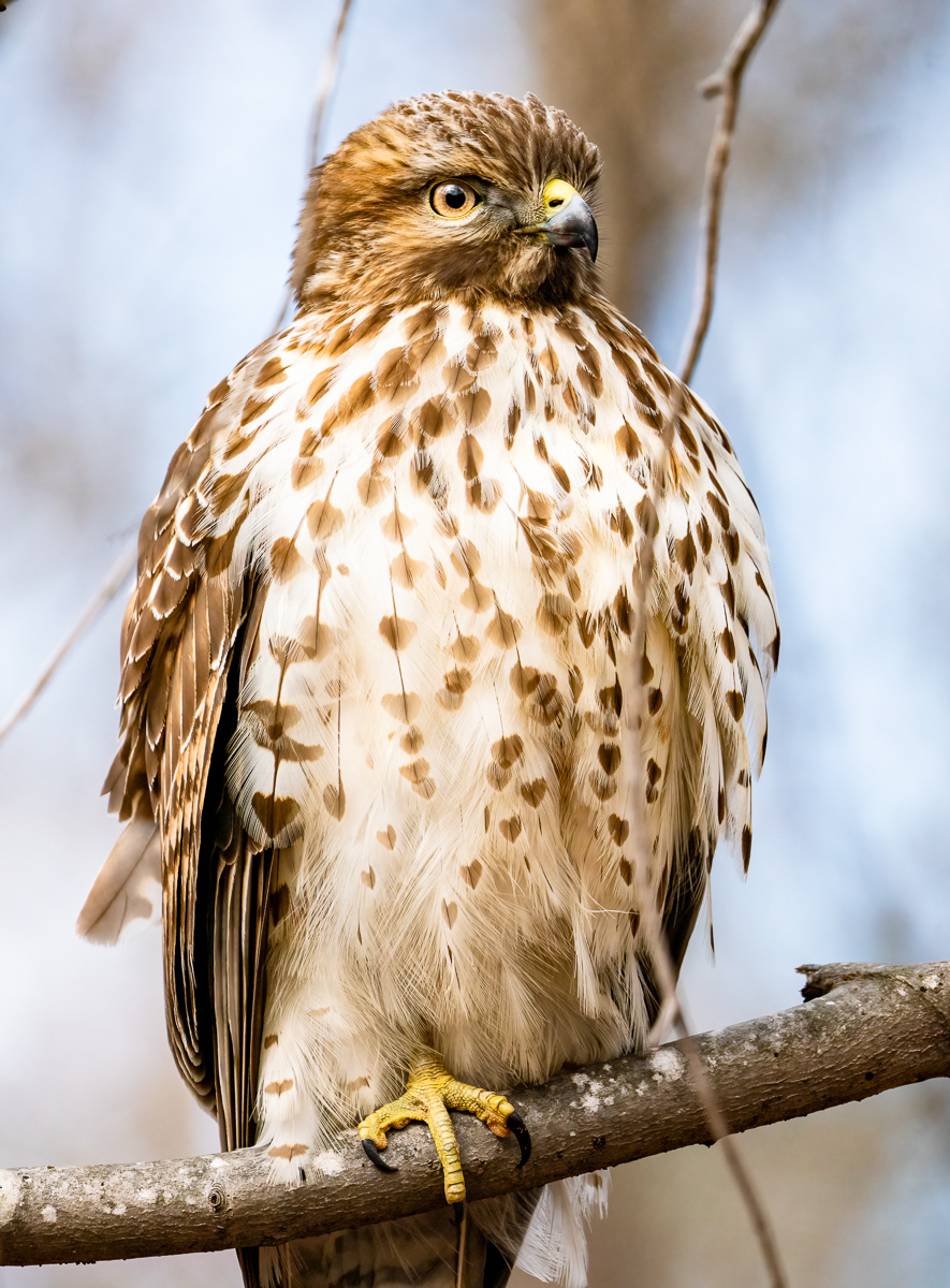 Immature Red-Shouldered Hawk, North Carolina