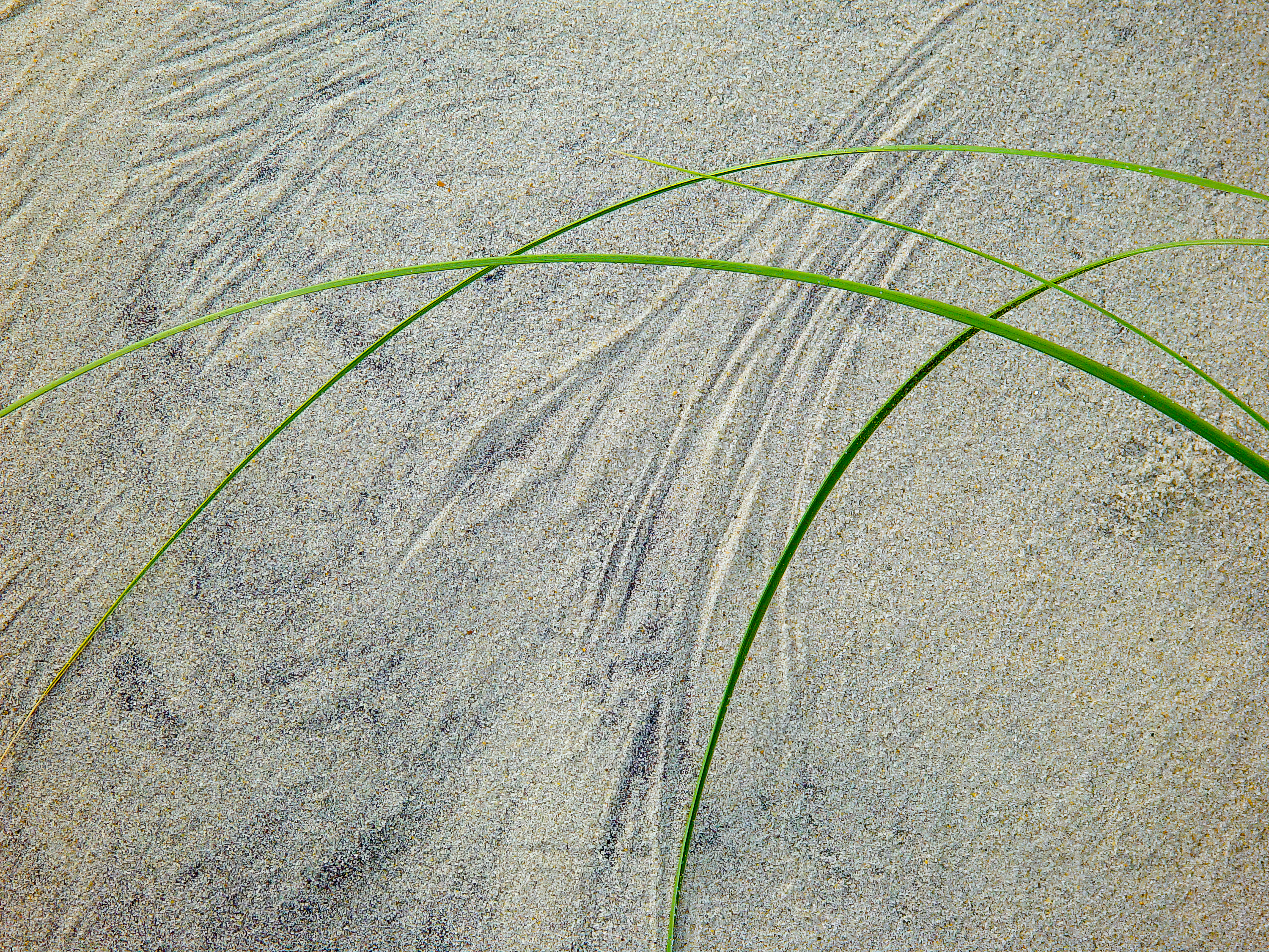 Sea grasses and sand, Outer Banks, North Carolina (2002)