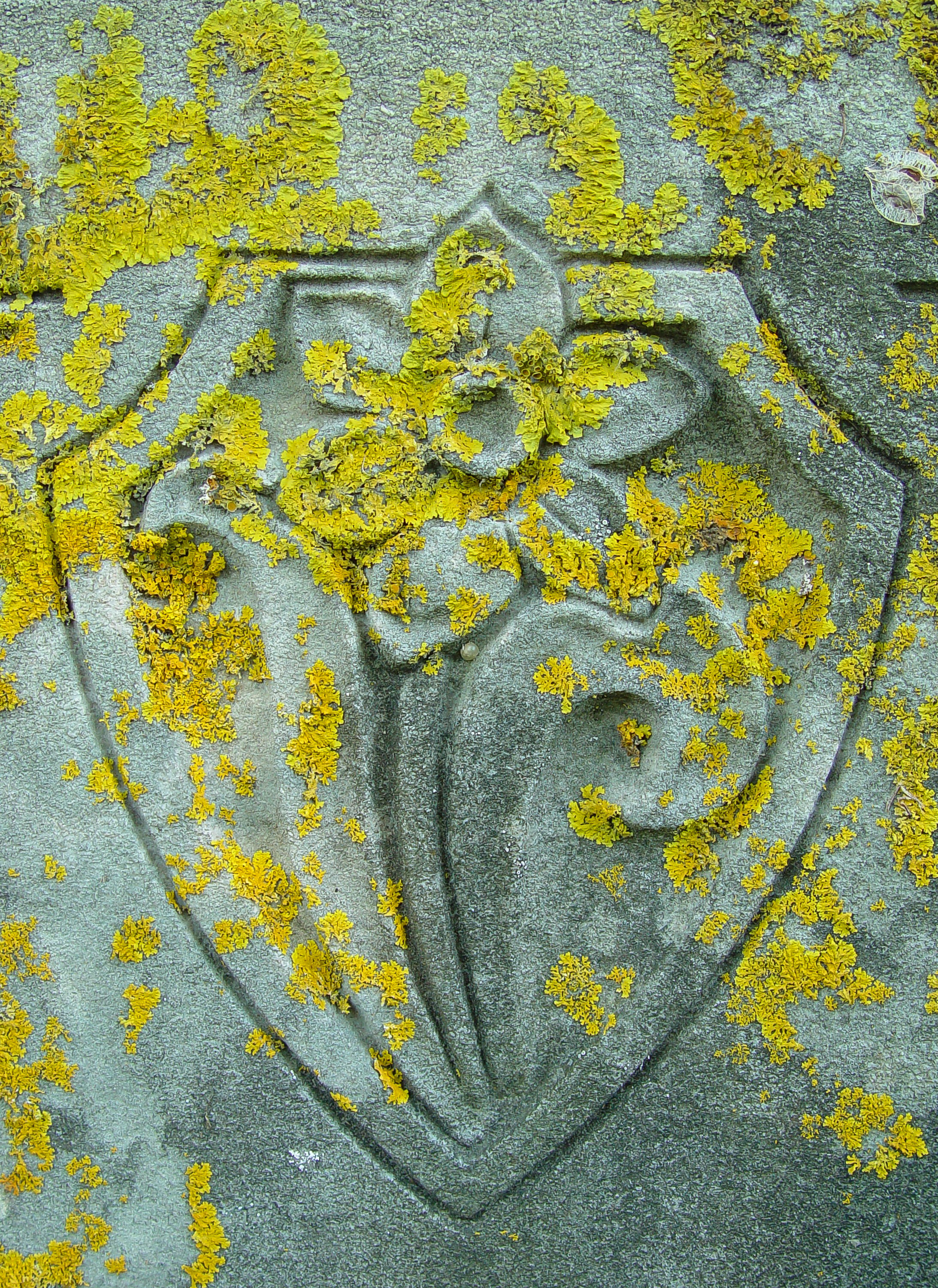 Lichen on gravestone, Providence, Rhode Island (2003)