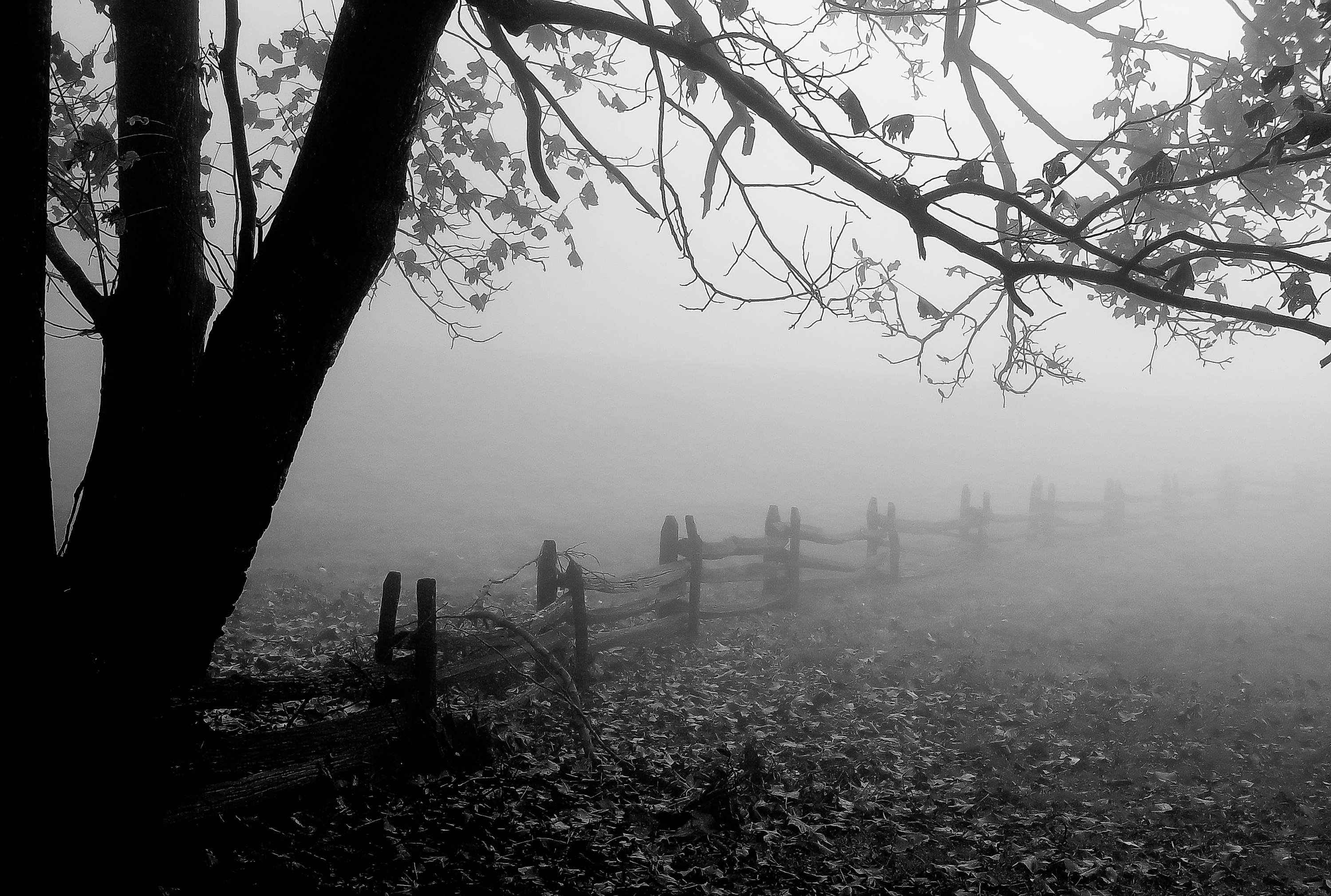 Tree and fence in fog, Blue Ridge Mountains, Virginia (2004)