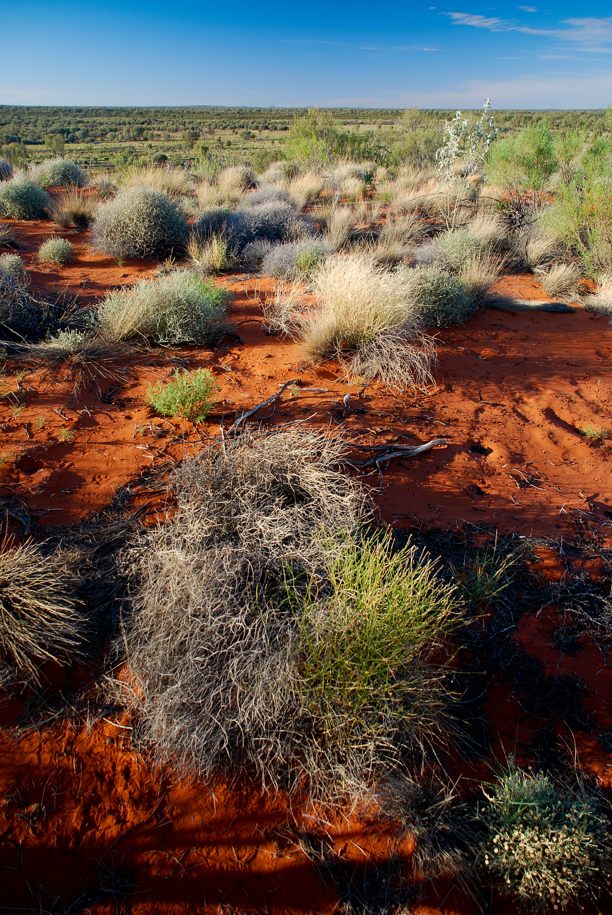 Plants in desert, central Australia (2007)