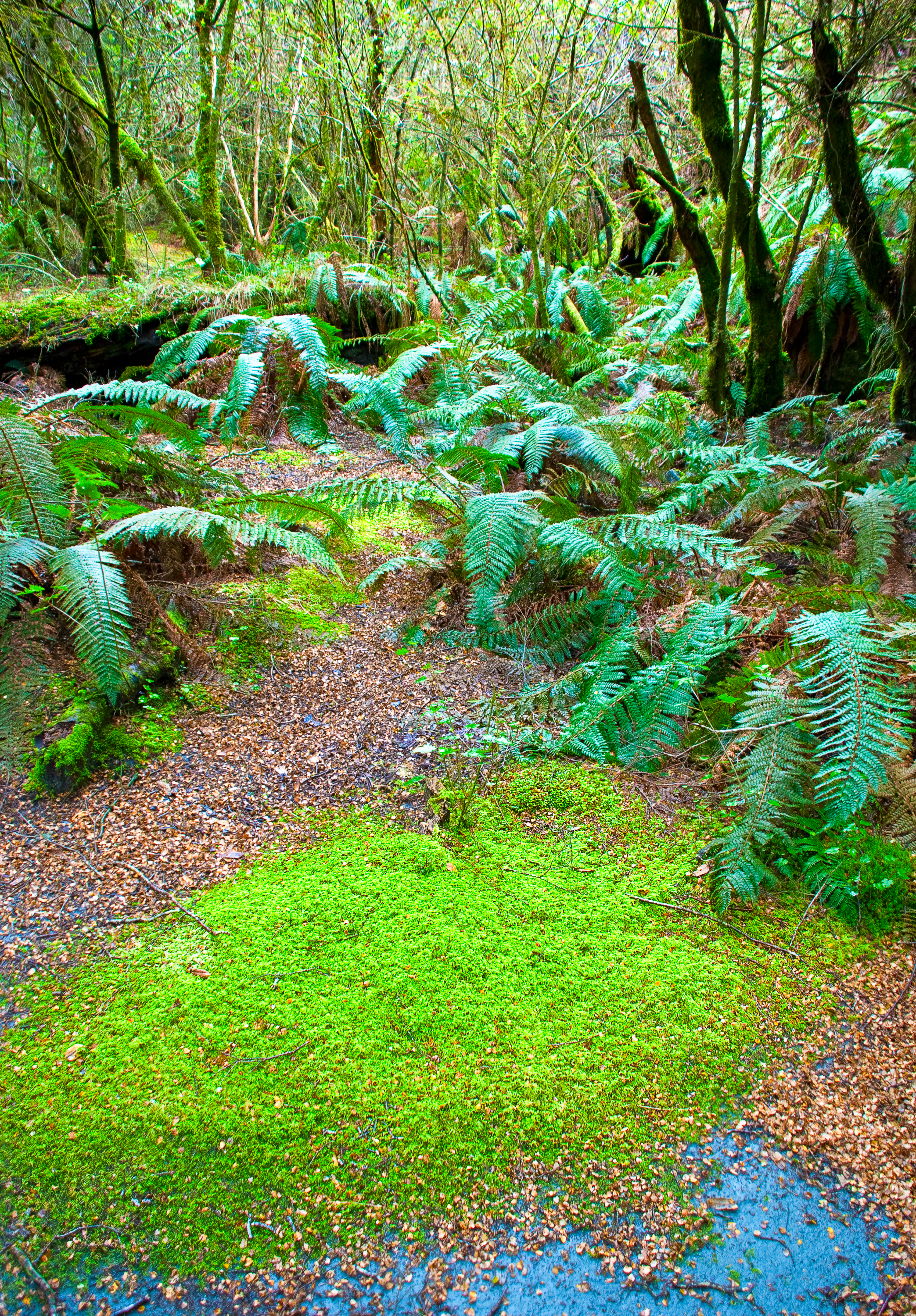 Forest floor with ferns, South Island, New Zealand (2007)