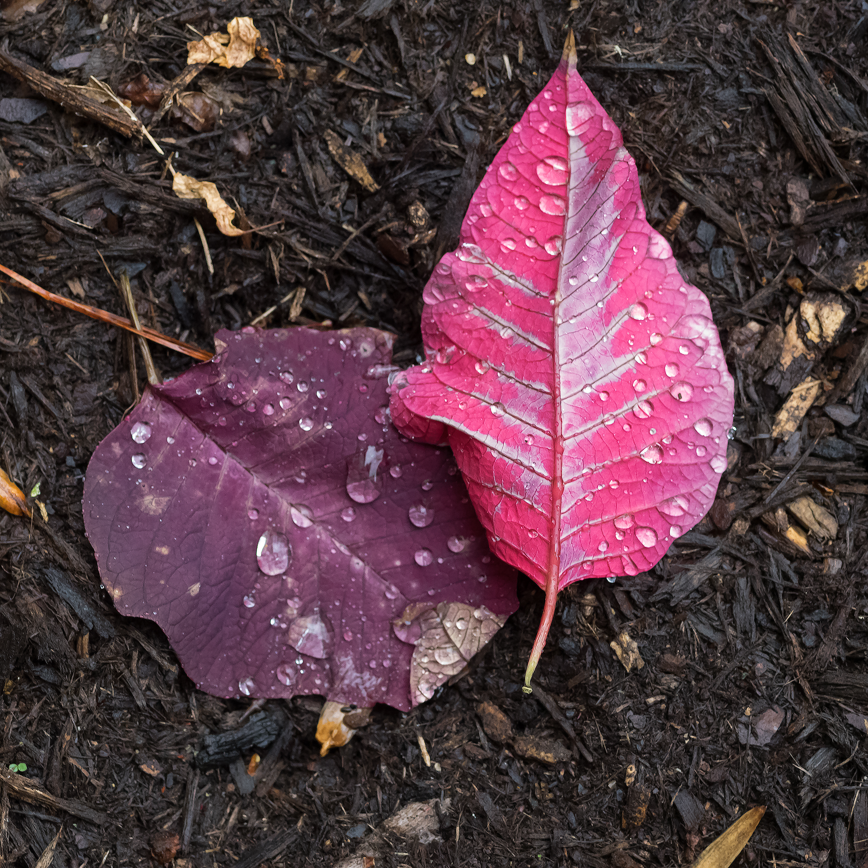Fallen autumn leaves, Chapel Hill, North Carolina (2018)