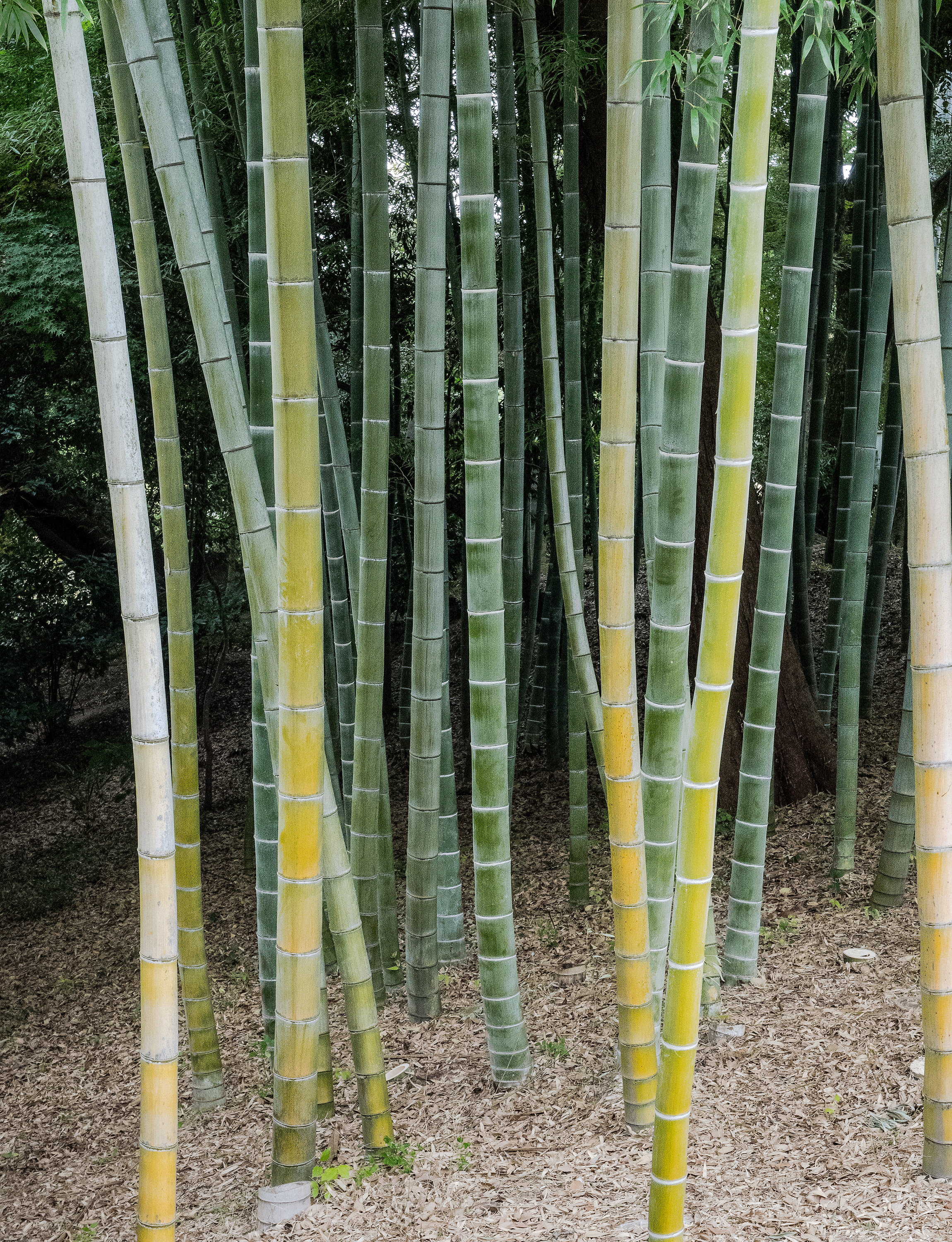 Bamboo grove, Korakuen Garden, Okayama, Japan (2014)