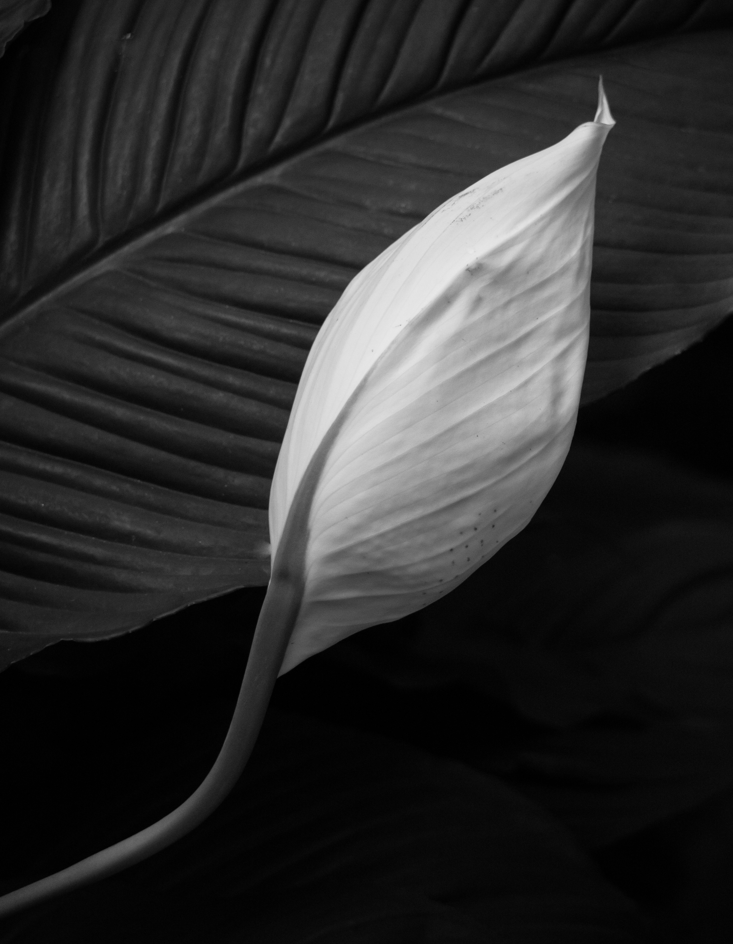 Flower and leaves, North Carolina Zoo (2013)