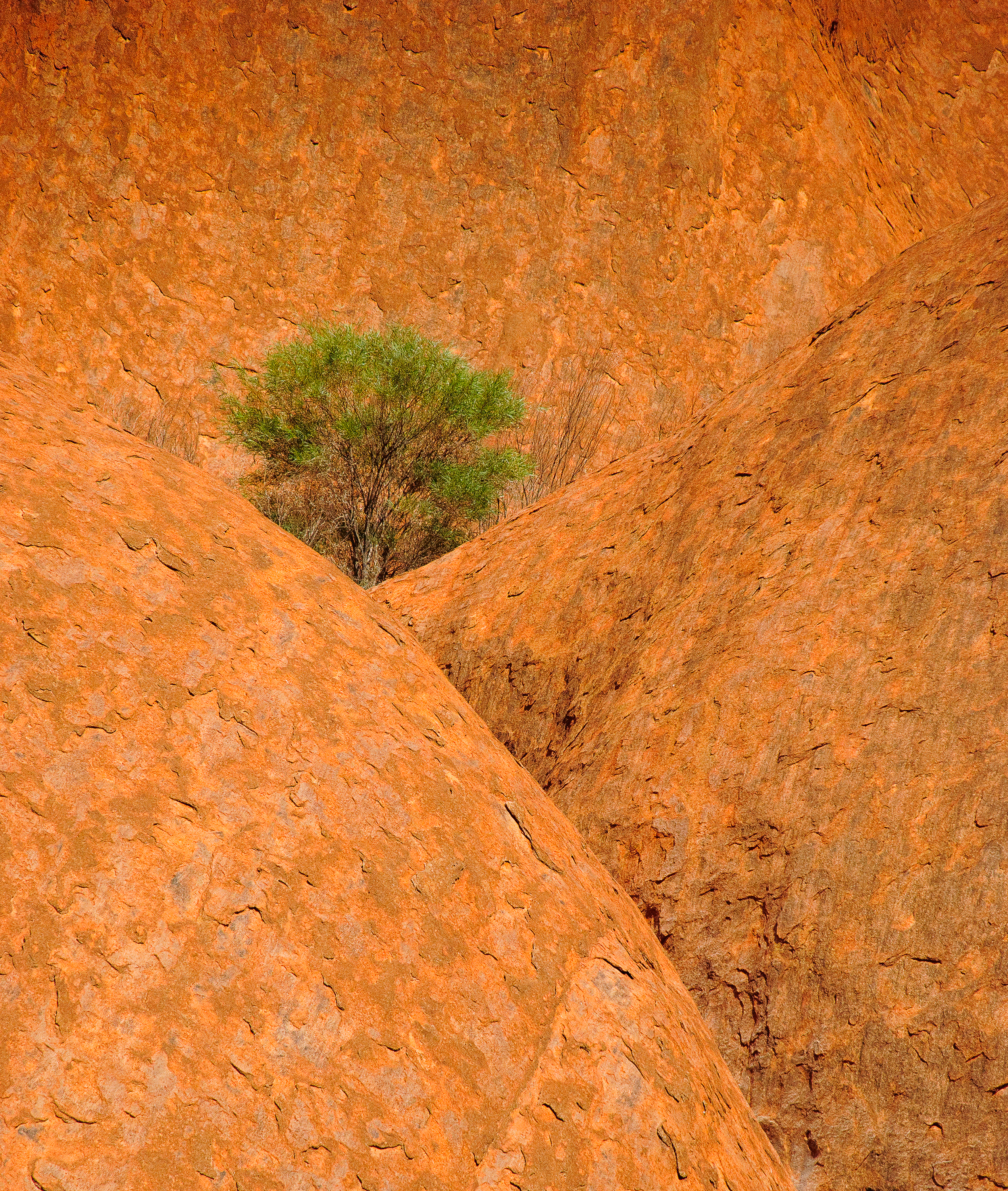 Tree, Uluru, Australia (2007)